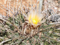 Southwest US Photo